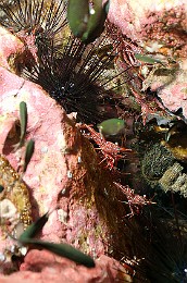 Thailand 2015 - Ko Tao - Crevettes danseuses de Durban - Rhynchocinetes durbanensis _IMG_3608_rc